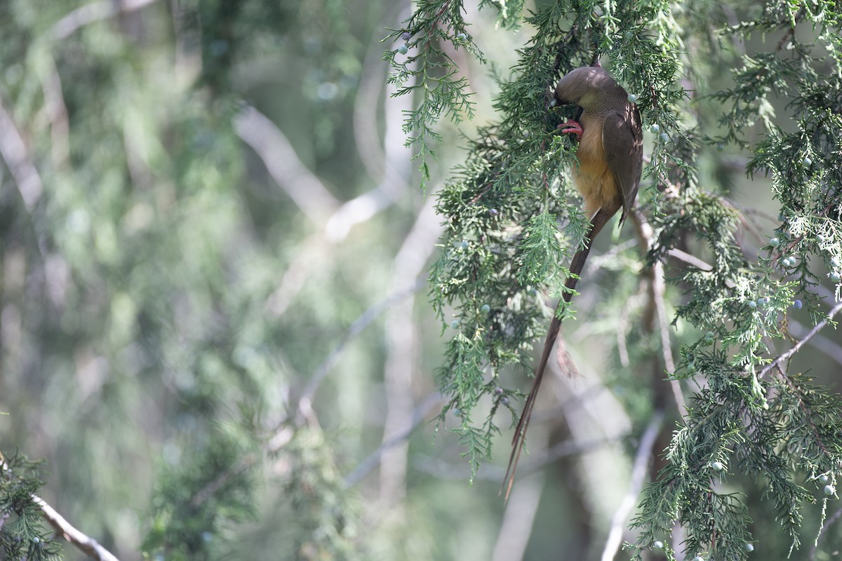 Coliou rayé - ML650429194