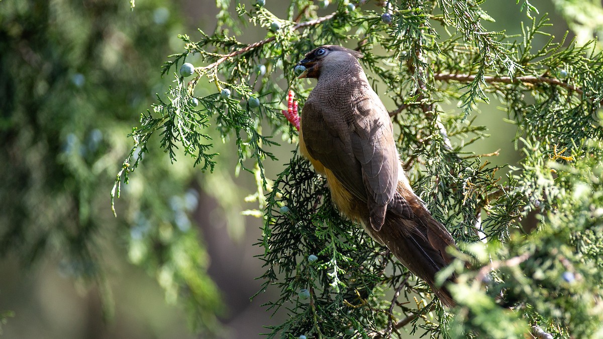 Coliou rayé - ML650429196