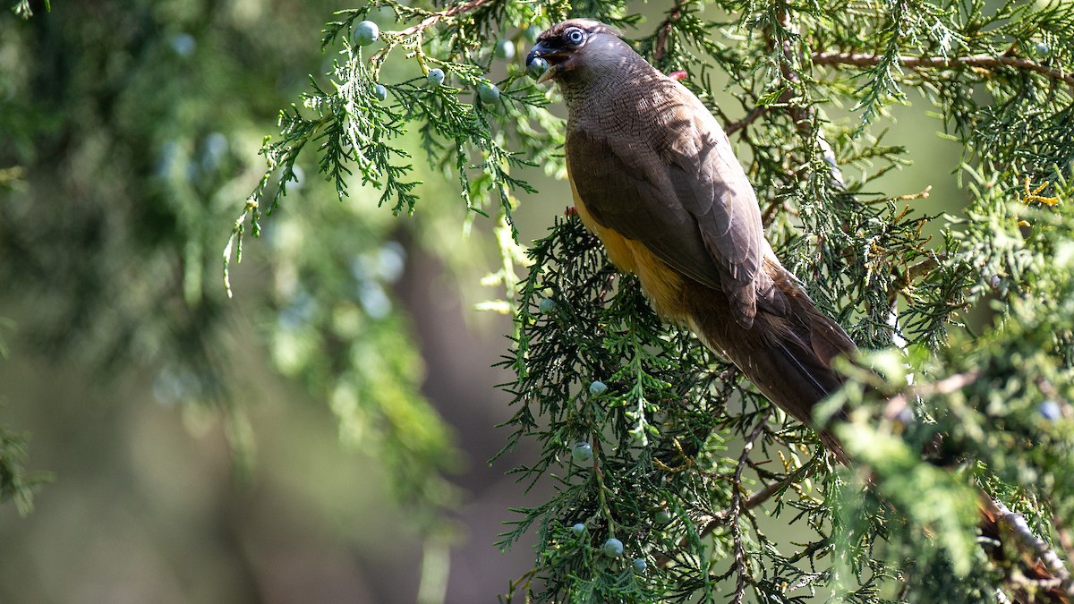 Coliou rayé - ML650429197