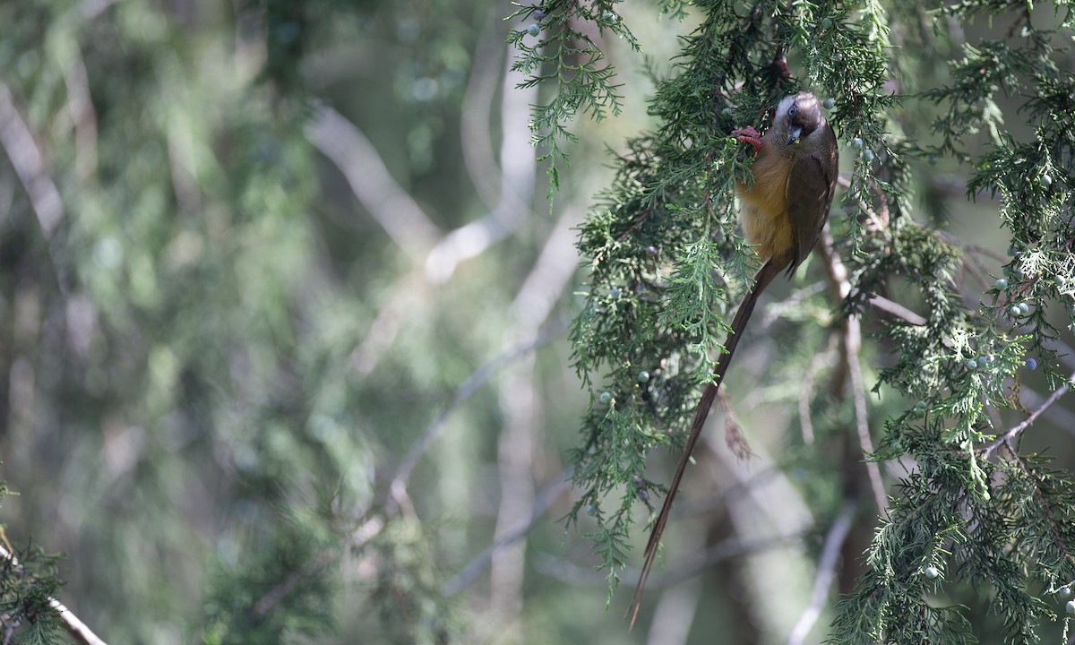 Coliou rayé - ML650429198