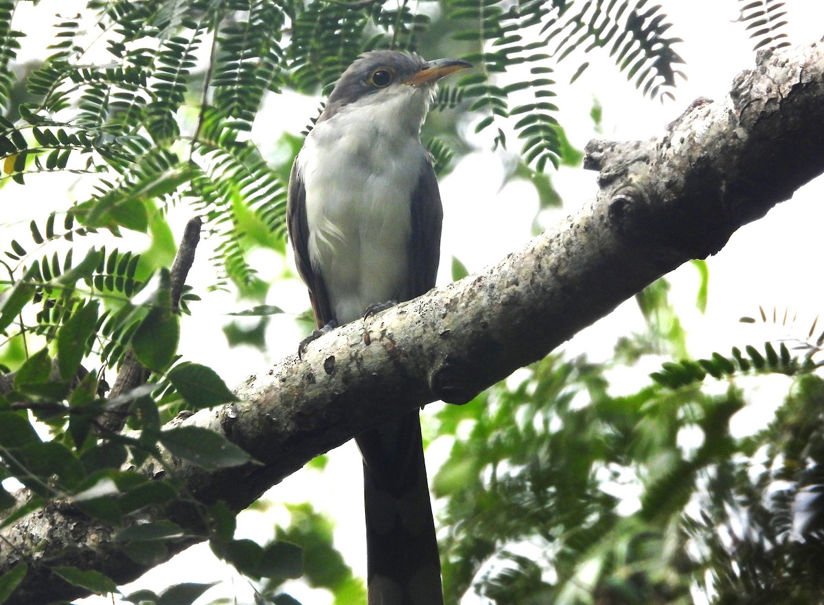 gulnebbgjøk - ML650429762