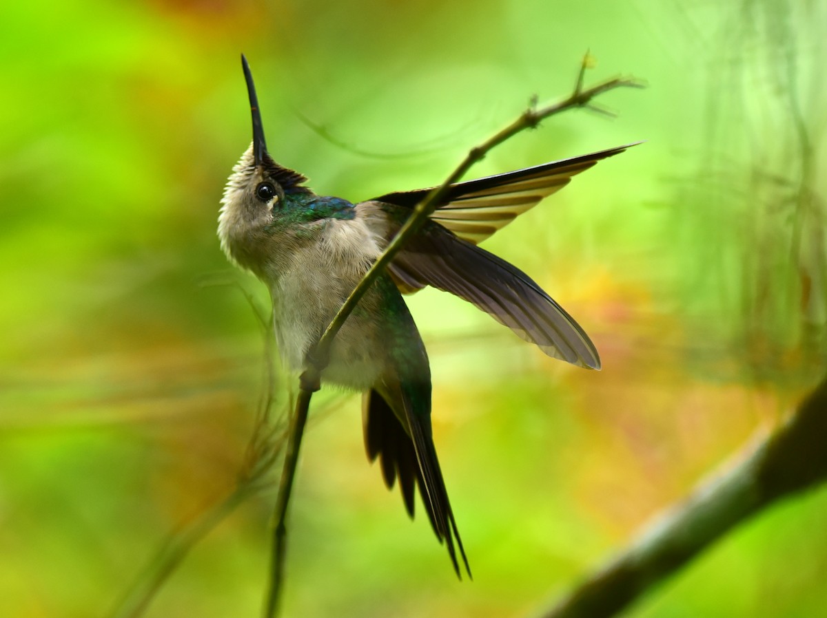 Wedge-tailed Sabrewing - ML650429764