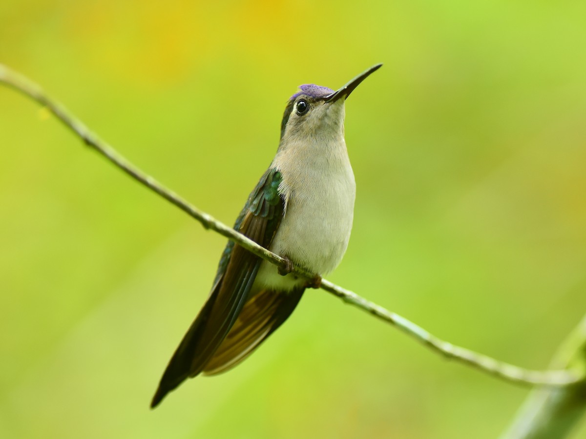 Wedge-tailed Sabrewing - ML650429772