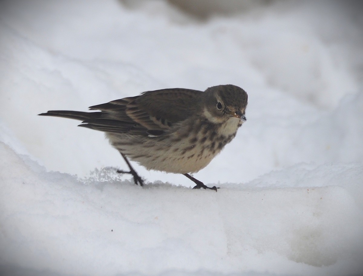 American Pipit - ML650429856