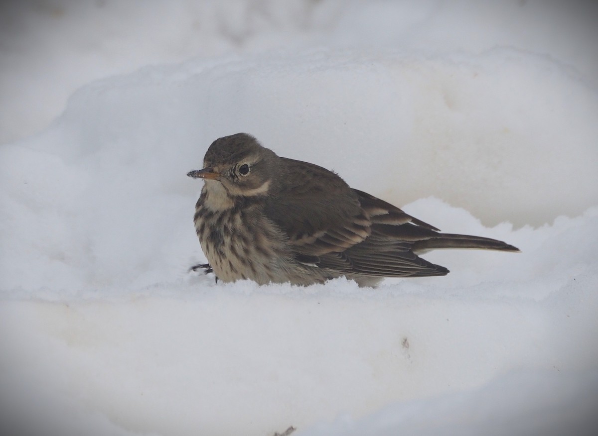 American Pipit - ML650429858