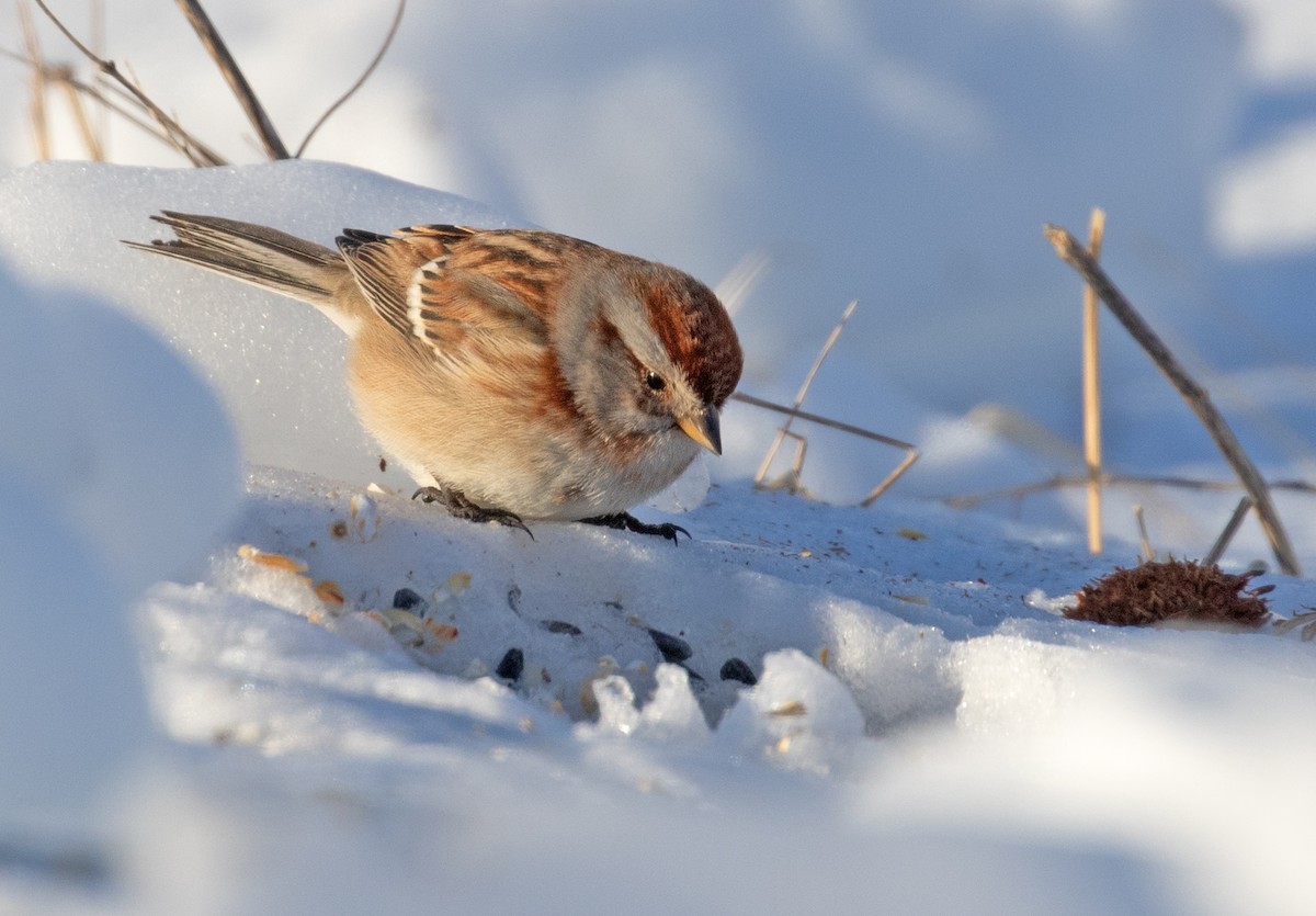 bjørkespurv - ML650430170