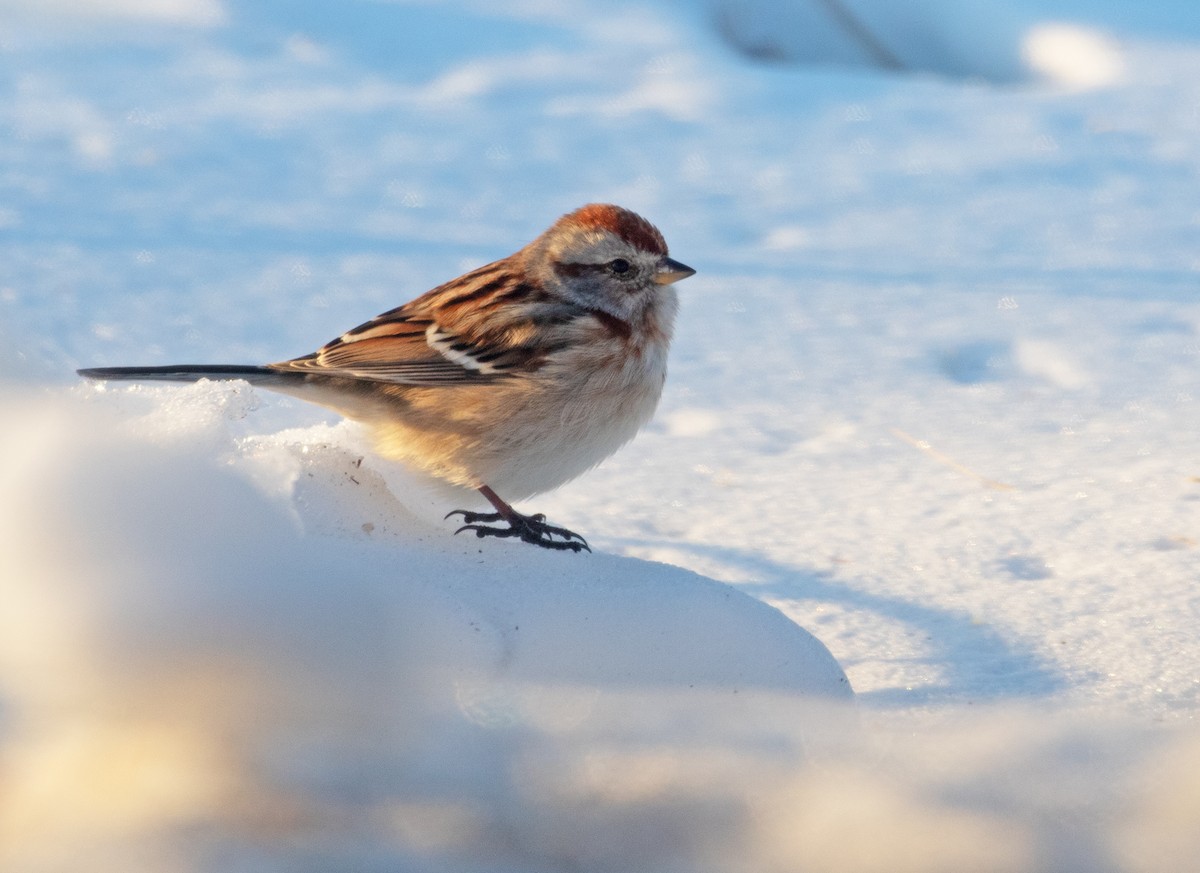 bjørkespurv - ML650430171