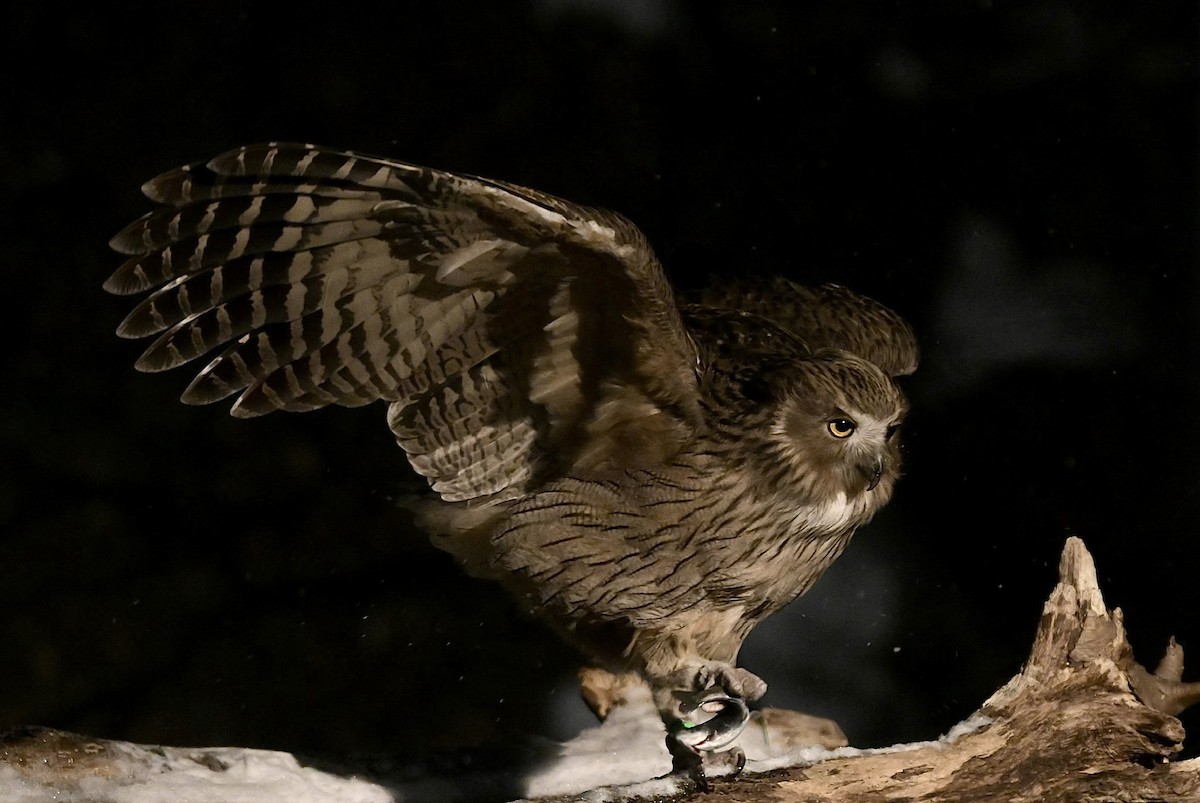 Blakiston's Fish-Owl - ML650430224