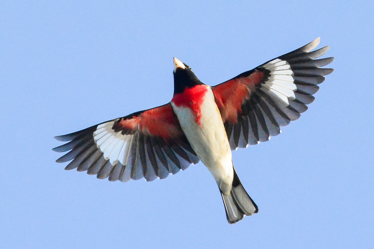 Rose-breasted Grosbeak - ML650430596