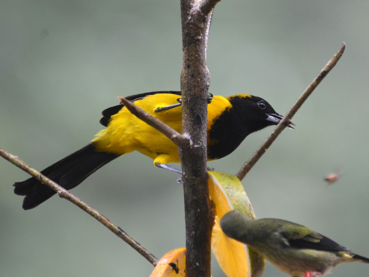 Oriole monacal - ML650430951