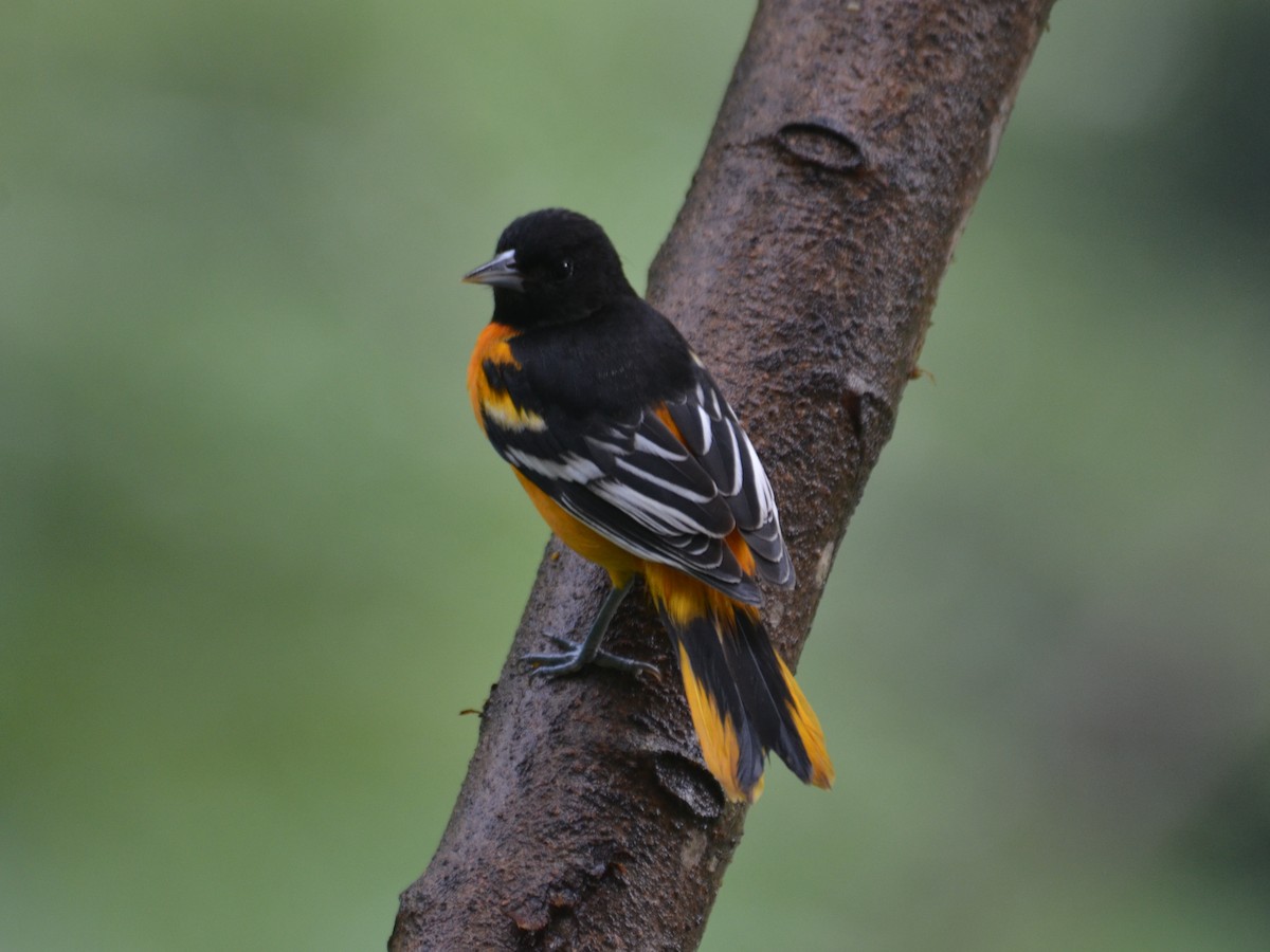 Oriole de Baltimore - ML650430972