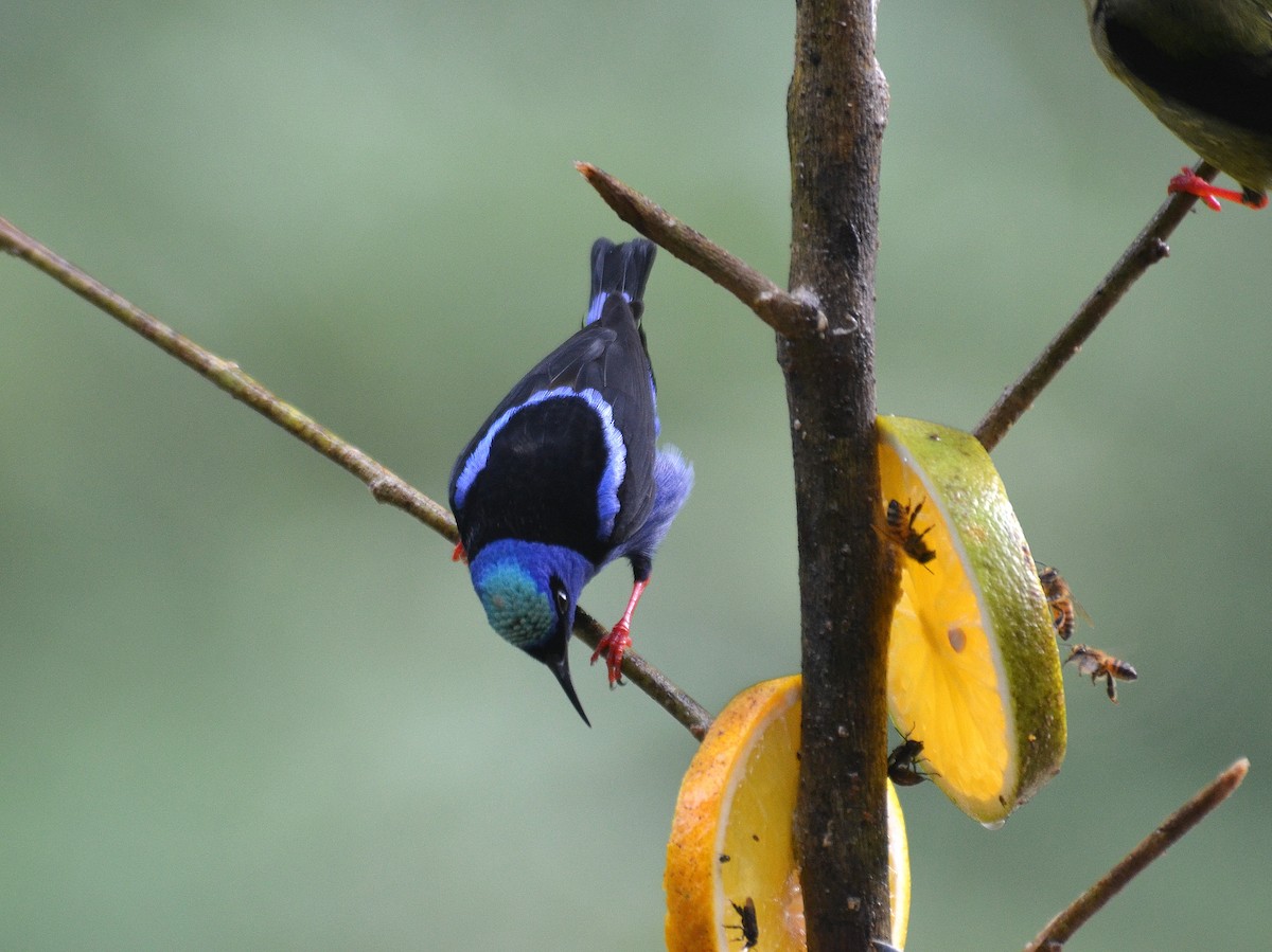 Guit-guit saï - ML650430981