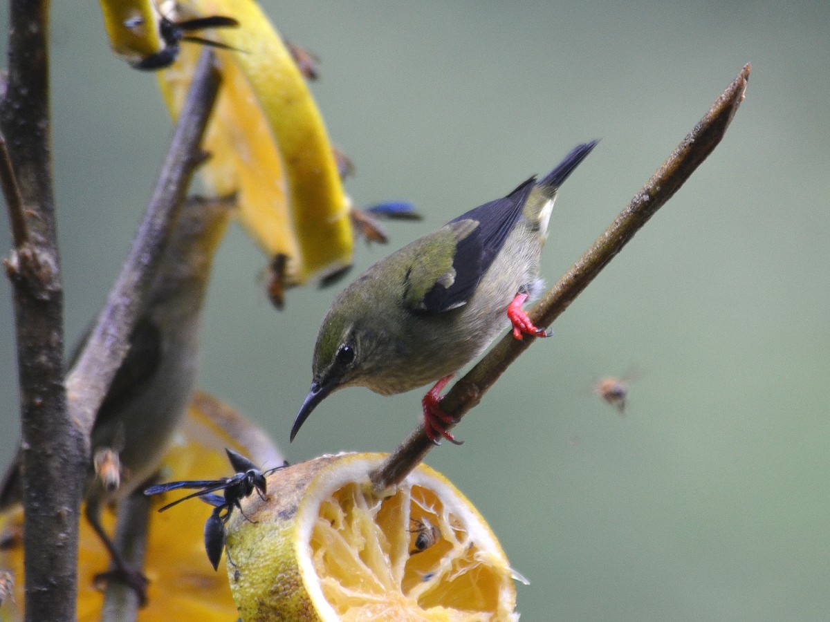 Guit-guit saï - ML650430996