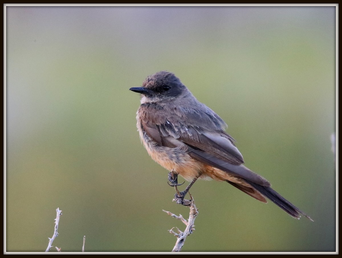 Say's Phoebe - ML65043101