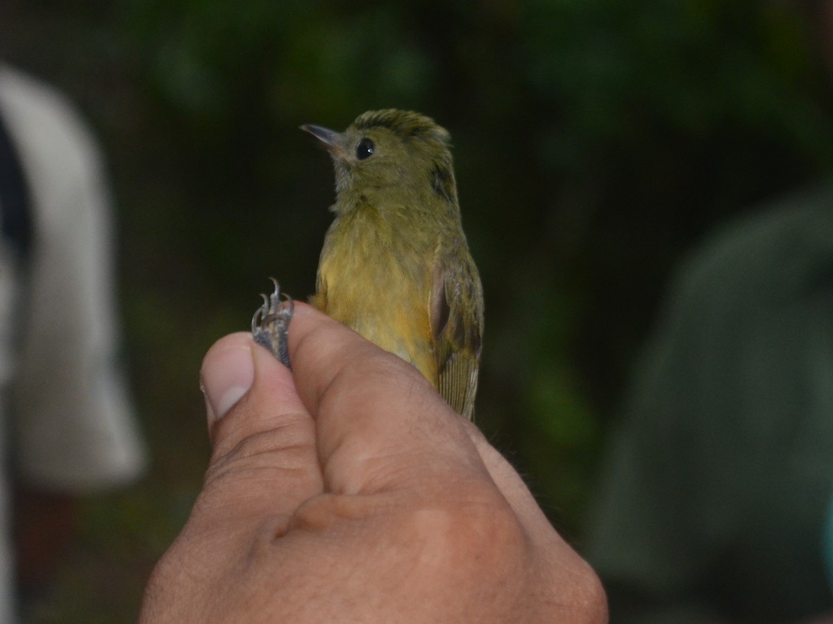 Pipromorphe roussâtre - ML650431190