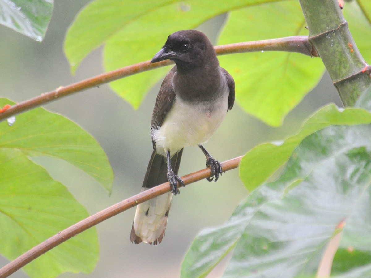 Geai enfumé - ML650431198