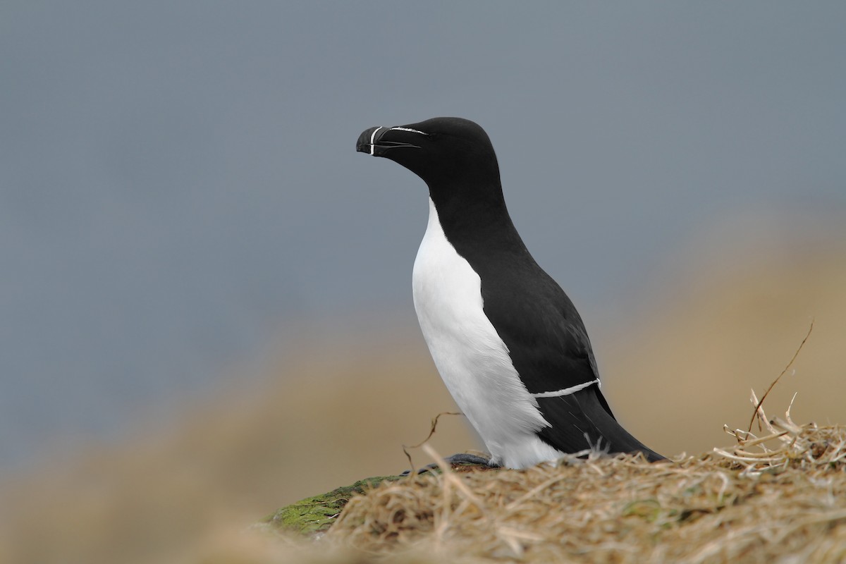 Razorbill - Christoph Moning