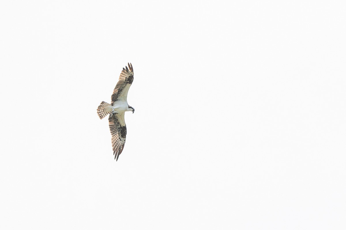 Osprey - ML650431212