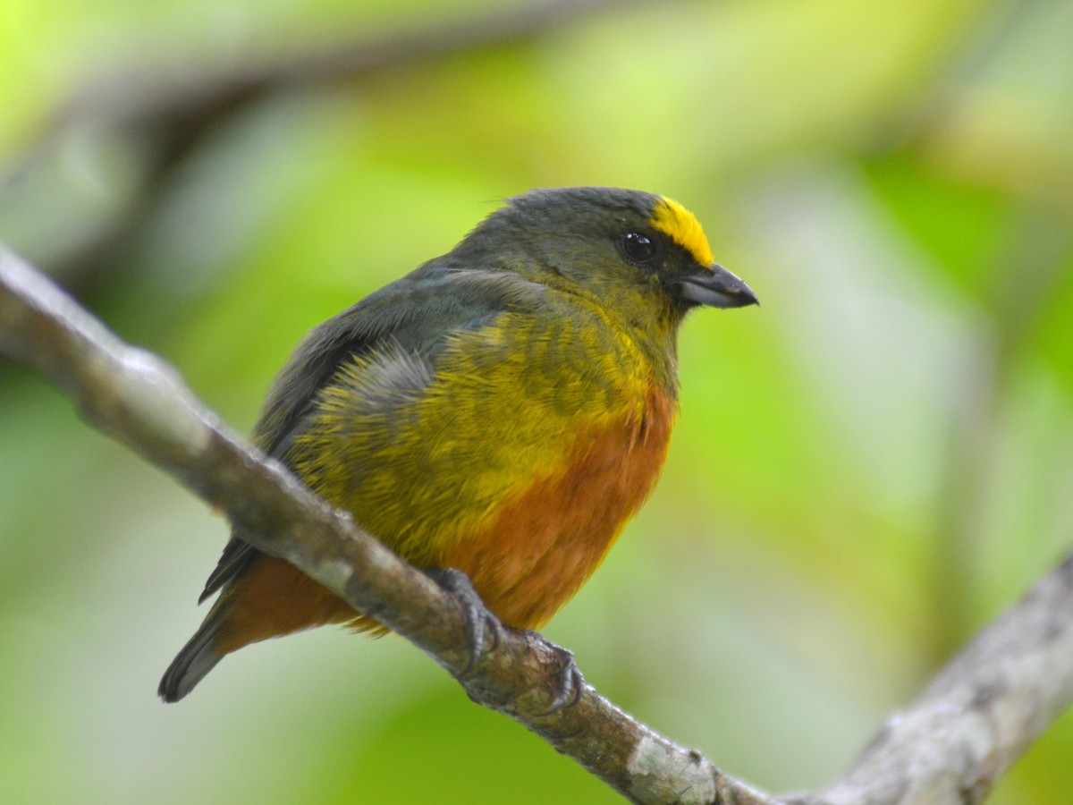 Organiste olive - ML650431213