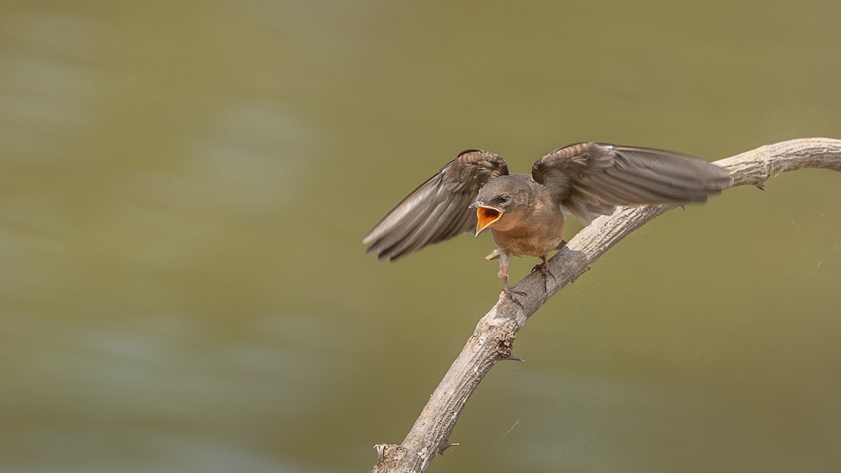 Southern Rough-winged Swallow - ML650431223