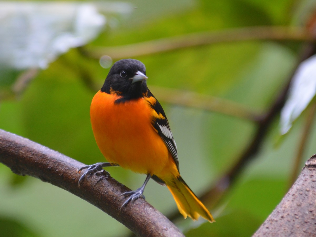 Oriole de Baltimore - ML650431233