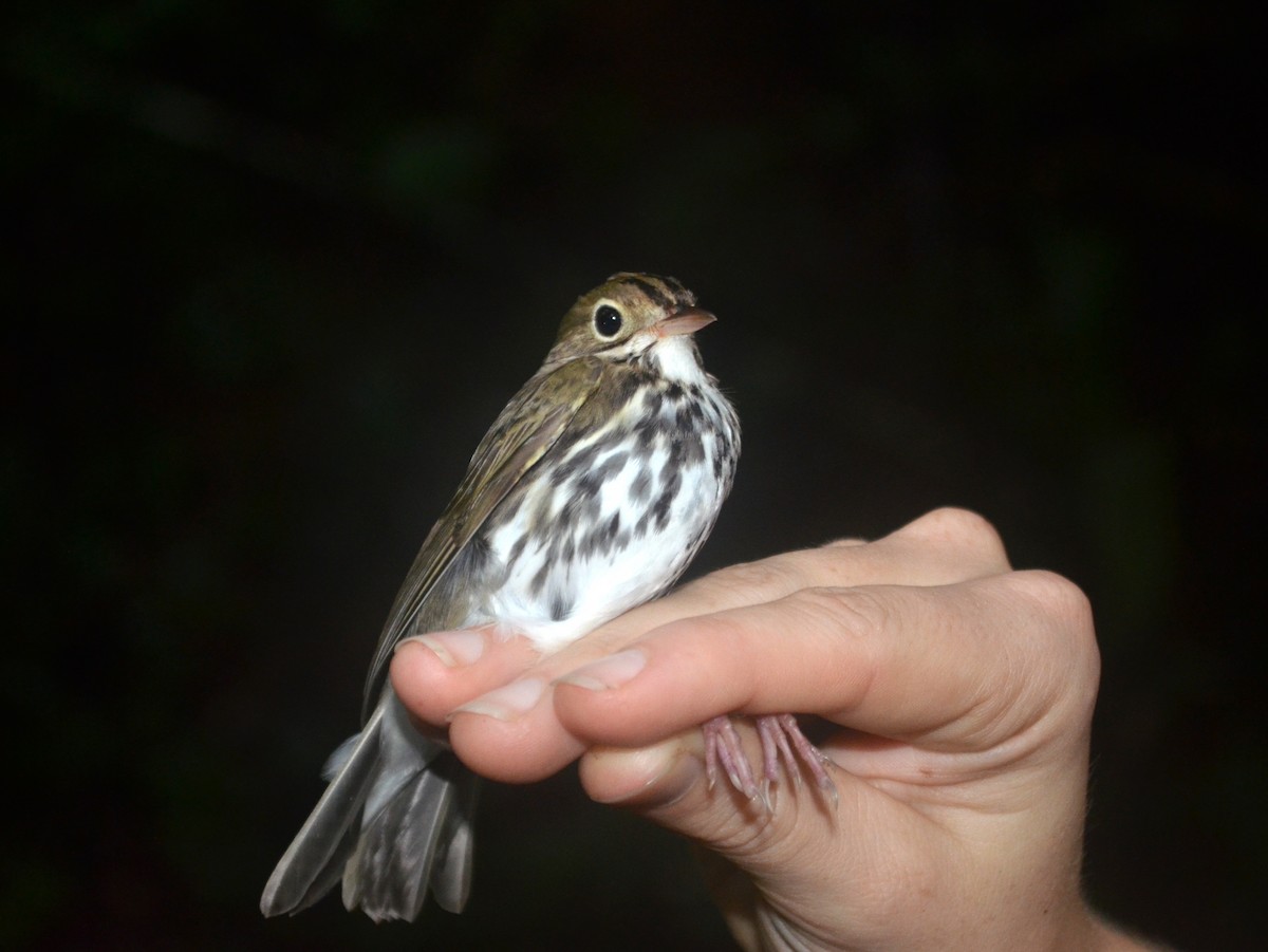 Paruline couronnée - ML650431238