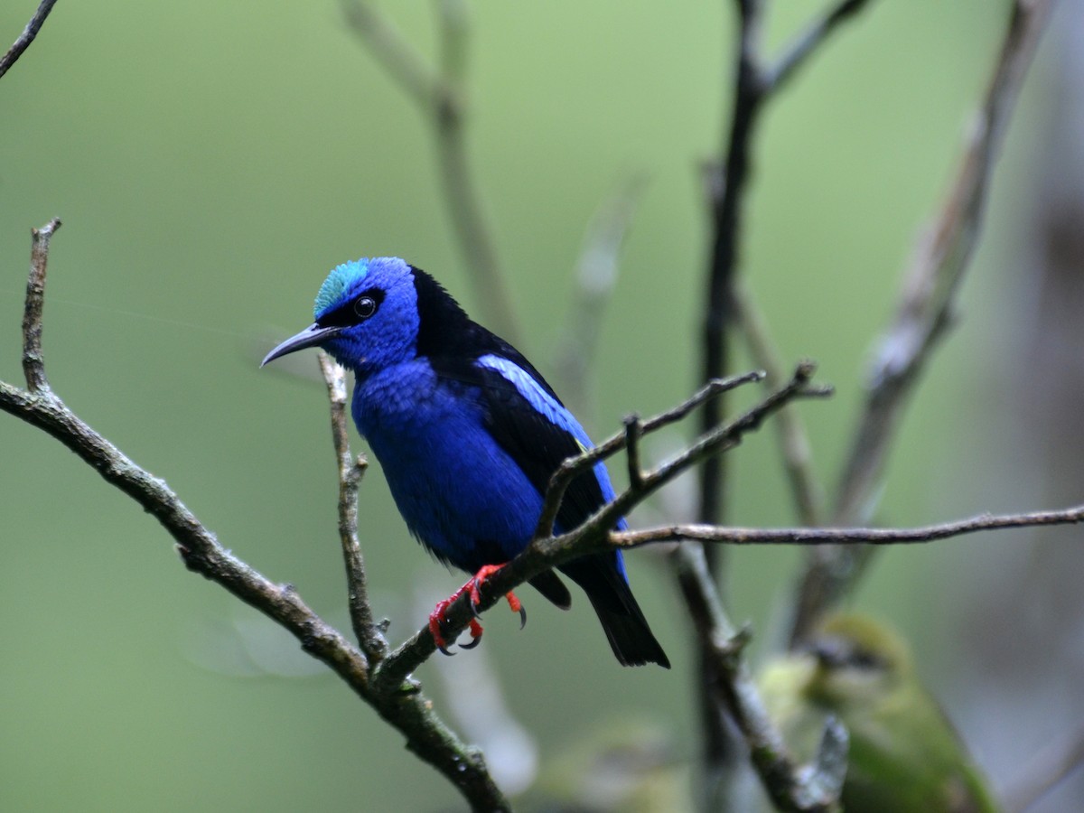 Guit-guit saï - ML650431245