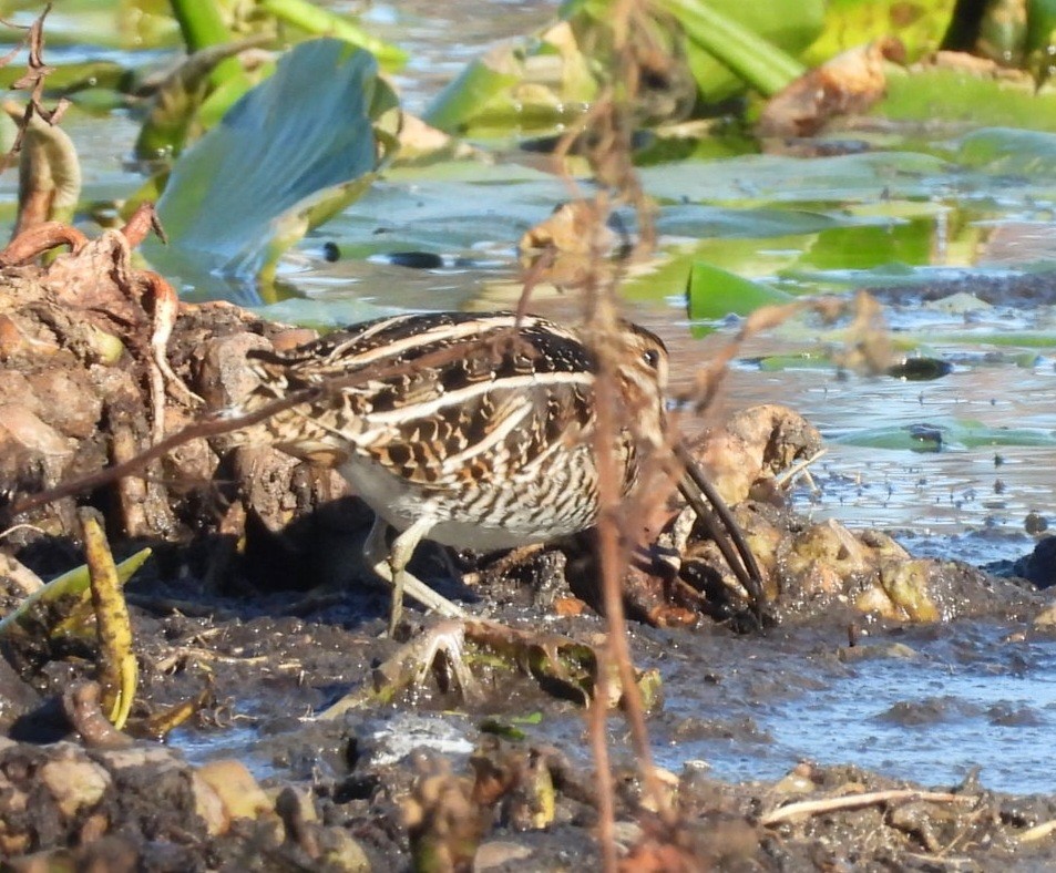 Wilson istingorra - ML650432108