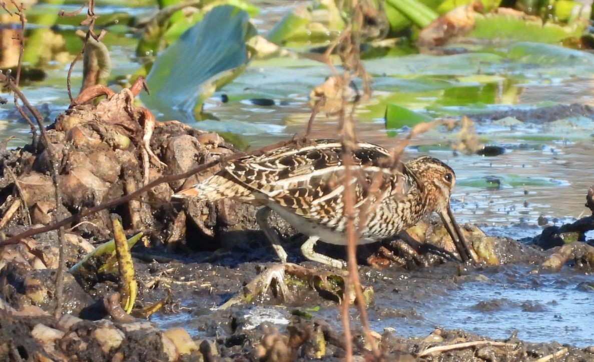 Wilson istingorra - ML650432111