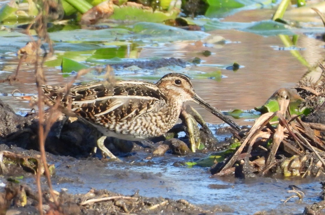 Wilson istingorra - ML650432116