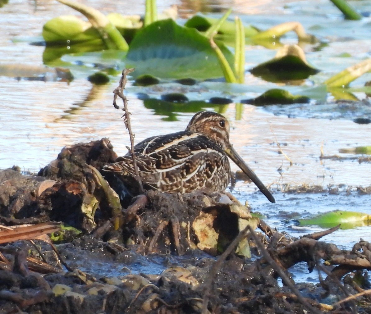 Wilson istingorra - ML650432120