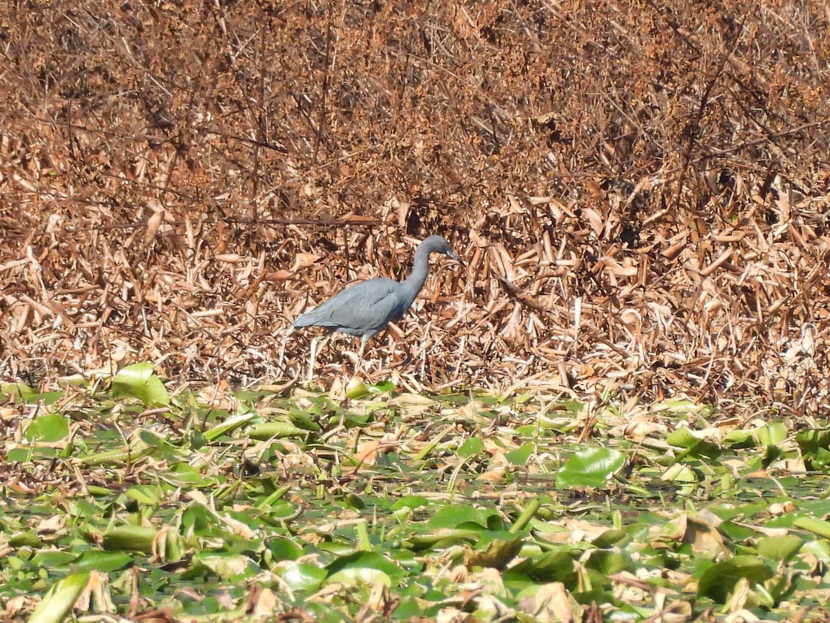 Koartzatxo urdina - ML650432138