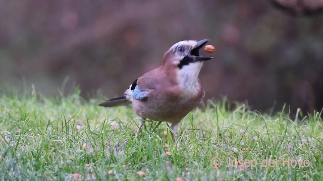 Eurasian Jay - ML650432333