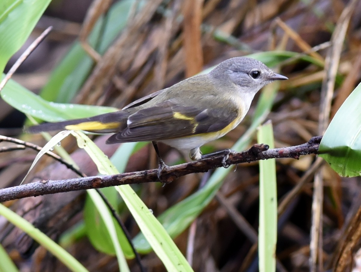 Paruline flamboyante - ML650432428