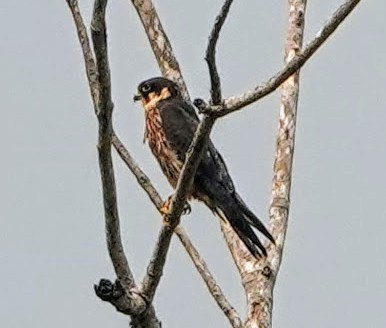 African Hobby - ML650432445