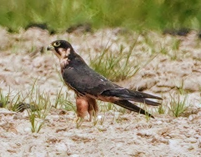 African Hobby - ML650432446
