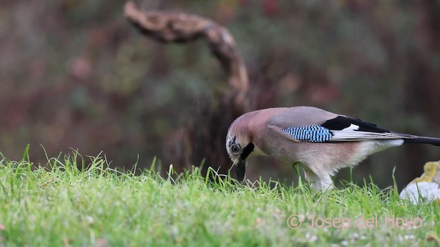 Eurasian Jay - ML650432532