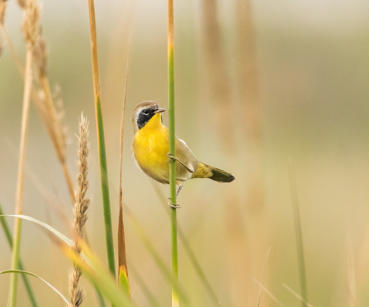 Common Yellowthroat - ML65043281