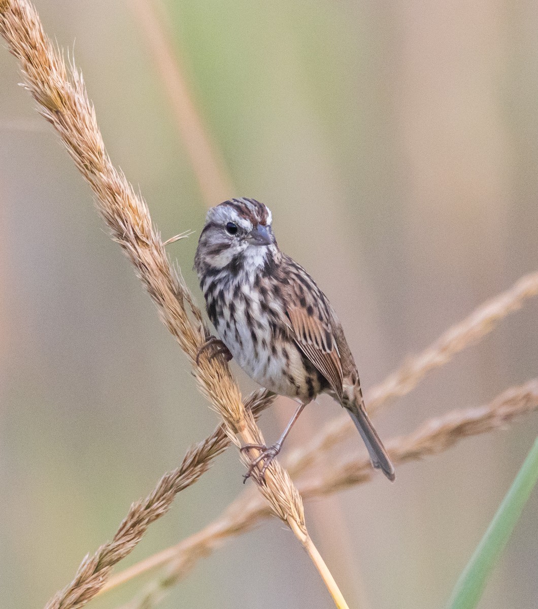 Song Sparrow - Chezy Yusuf