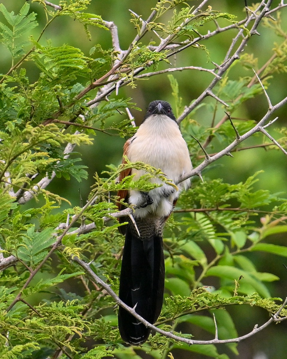 Burchell's Coucal - ML650433061