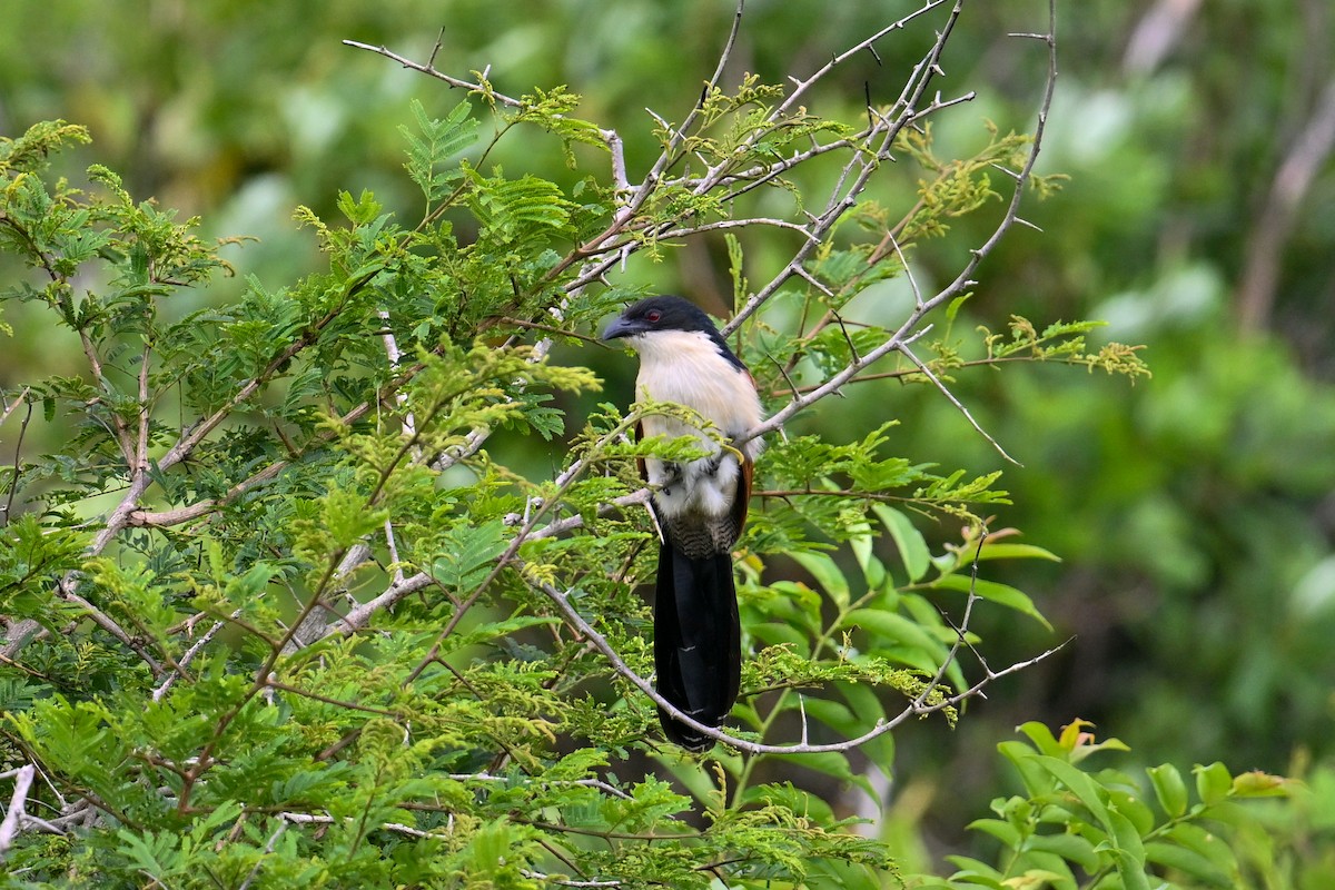 Burchell's Coucal - ML650433064