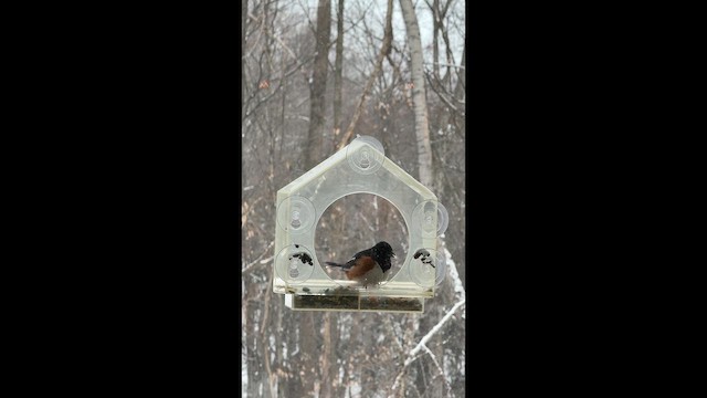 Eastern Towhee - ML650433125