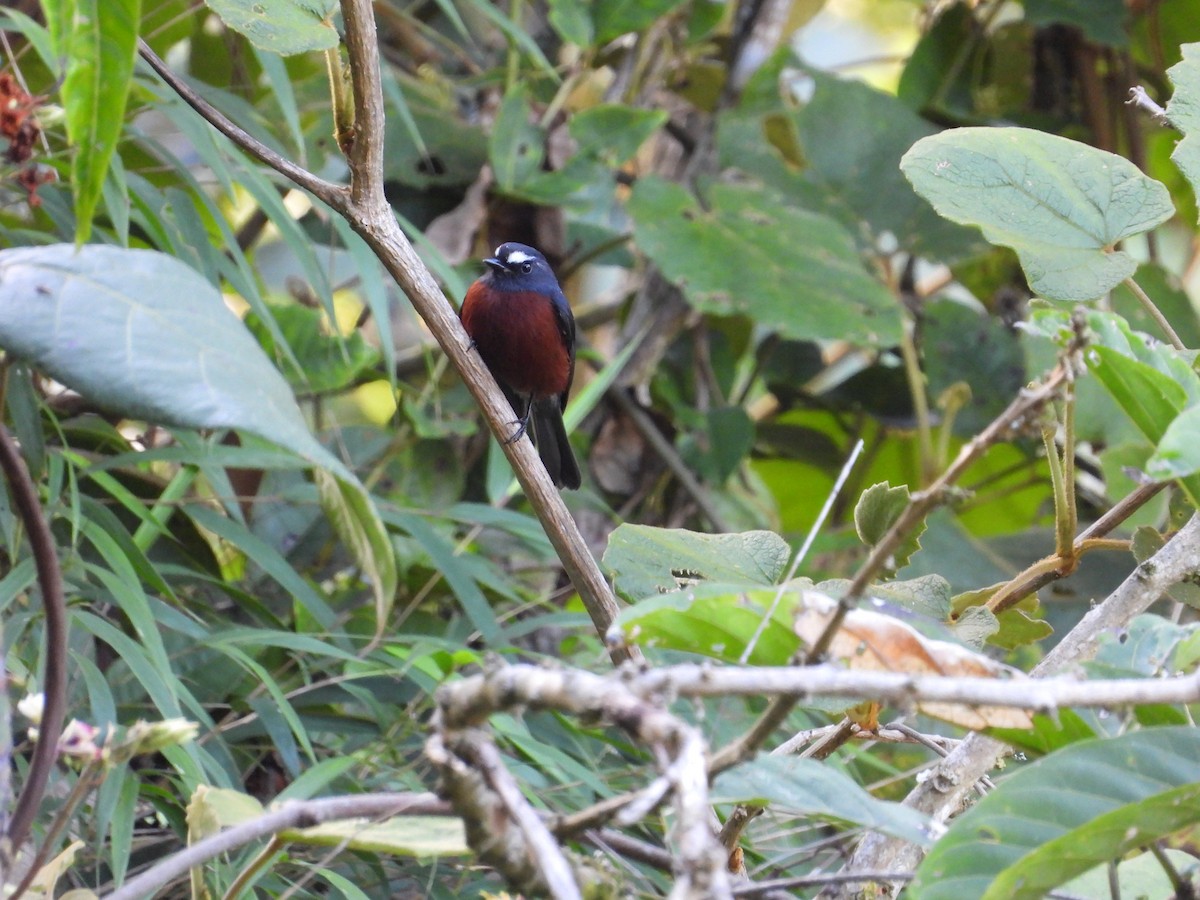 Chestnut-bellied Chat-Tyrant - ML650433174