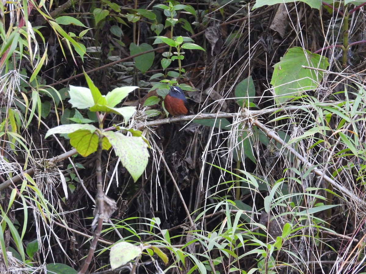 Chestnut-bellied Chat-Tyrant - ML650433175