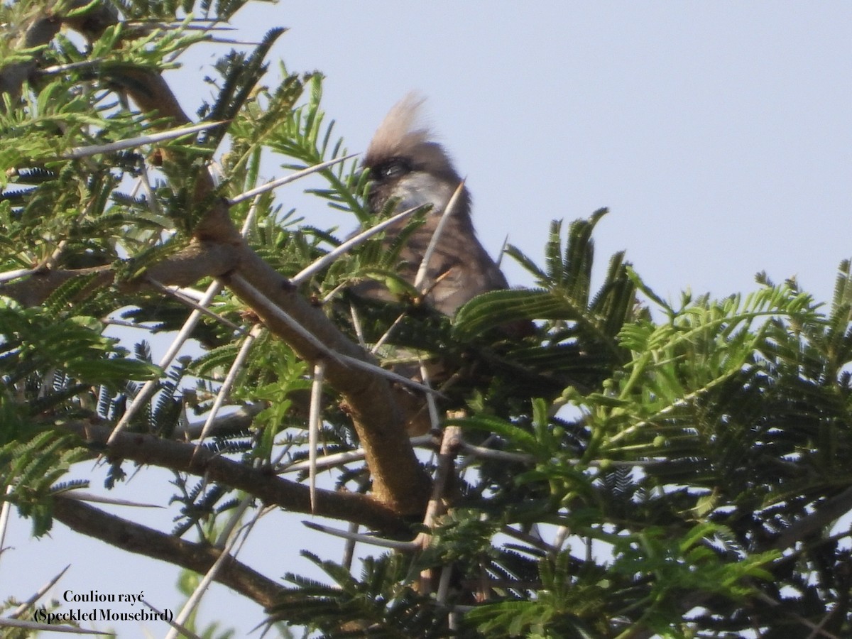 Coliou rayé - ML650433274