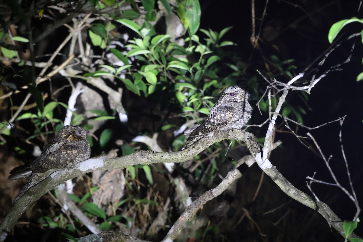 tanımsız Caprimulgidae sp. - ML650433533