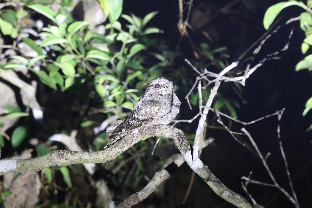 tanımsız Caprimulgidae sp. - ML650433535