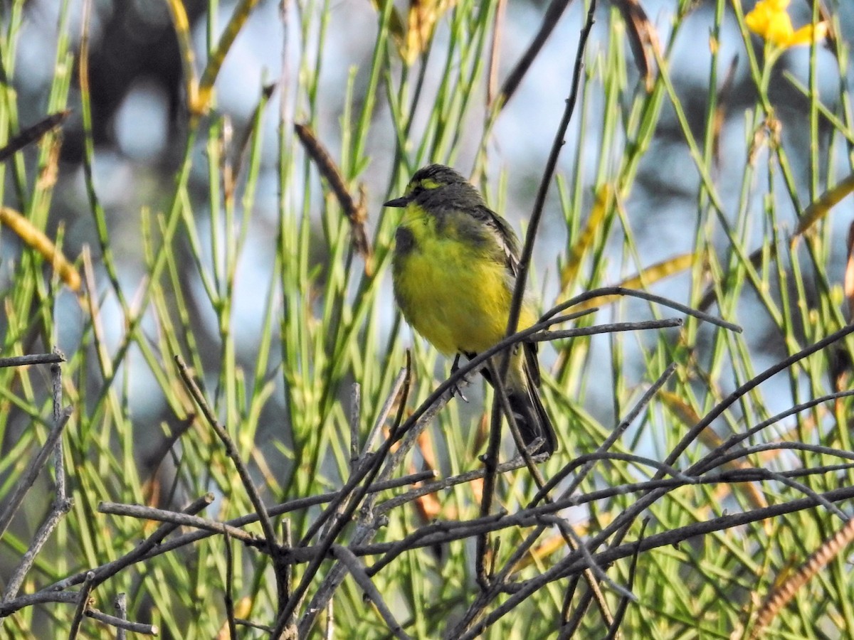 Yellow-browed Tyrant - ML650433762