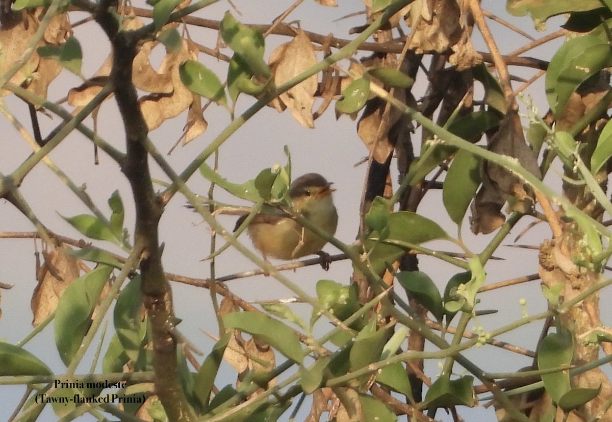Tawny-flanked Prinia - ML650433780