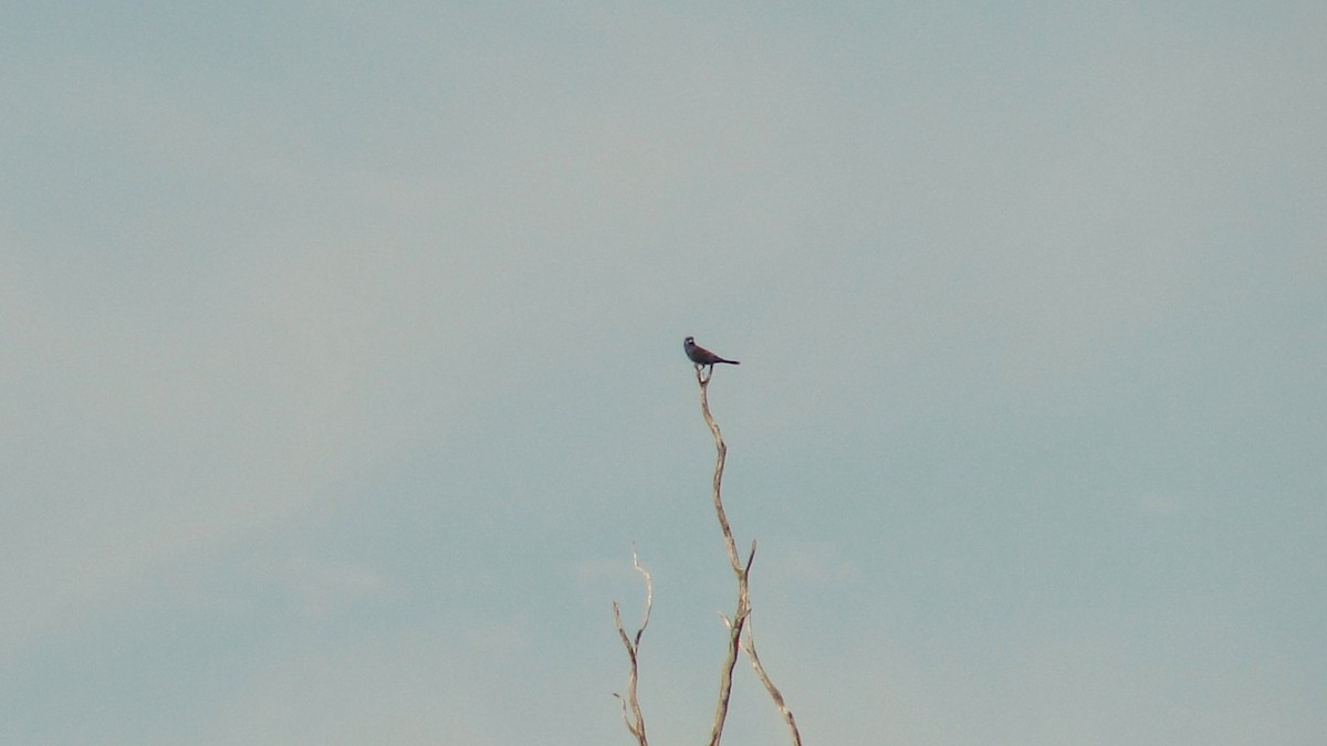 Mavi Çinte - ML650433814